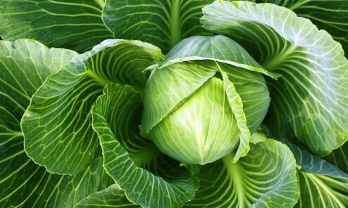 cabbage for the treatment of arthrosis of the knee joint